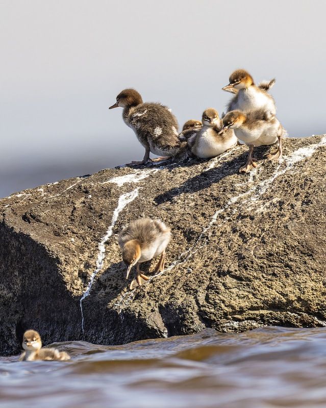 длинноносый крохаль, средний крохаль, крохаль, птицы Скорее купаться!photo preview