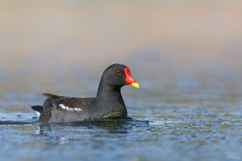 Камышница фото превью