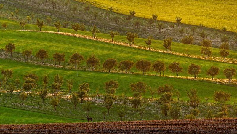 On guard for Moraviaphoto preview