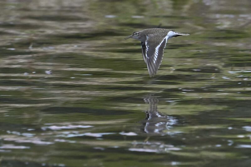 Sandpipper.photo preview