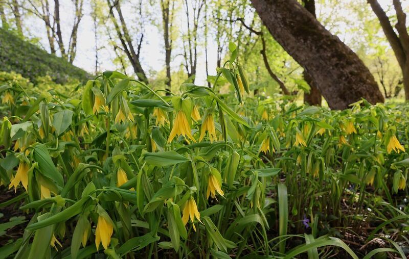 Uvularia фото превью