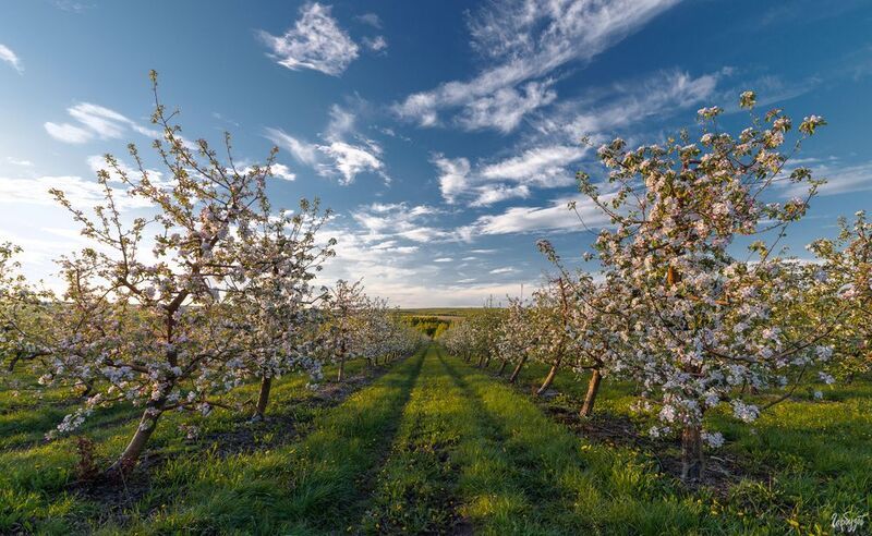 Яблоневые сады под Белёвомphoto preview