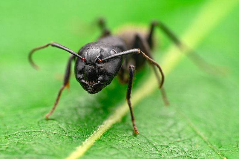 ceclii, macro  фото превью