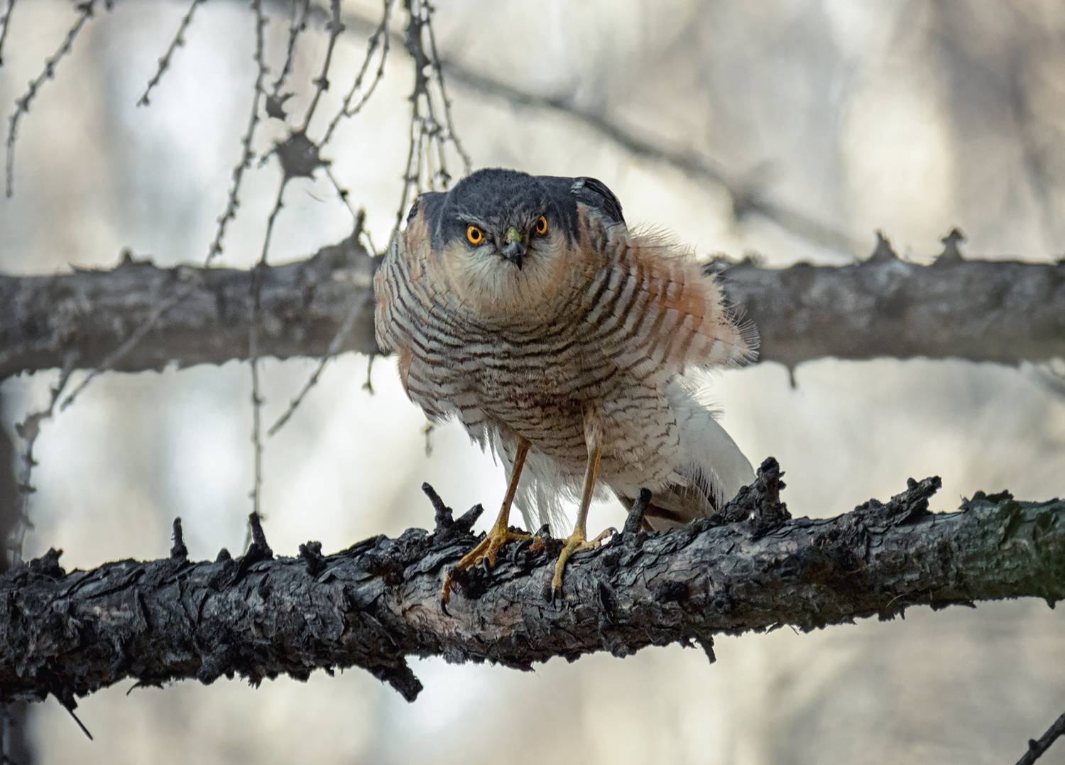 птица, ястреб, перепелятник, самец,, Мочалова Марина