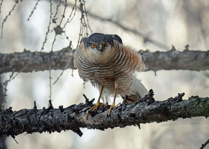 птица, ястреб, перепелятник, самец, Боец!photo preview