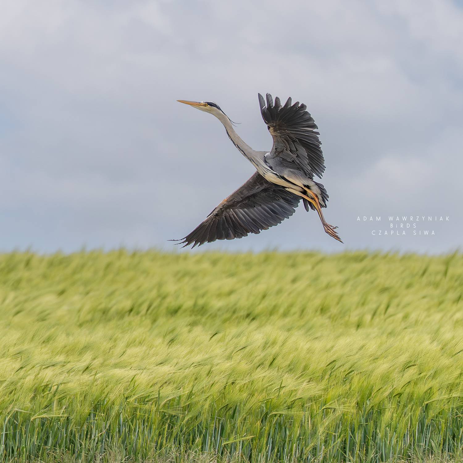 Автор: Adam Wawrzyniak , Adam Wawrzyniak