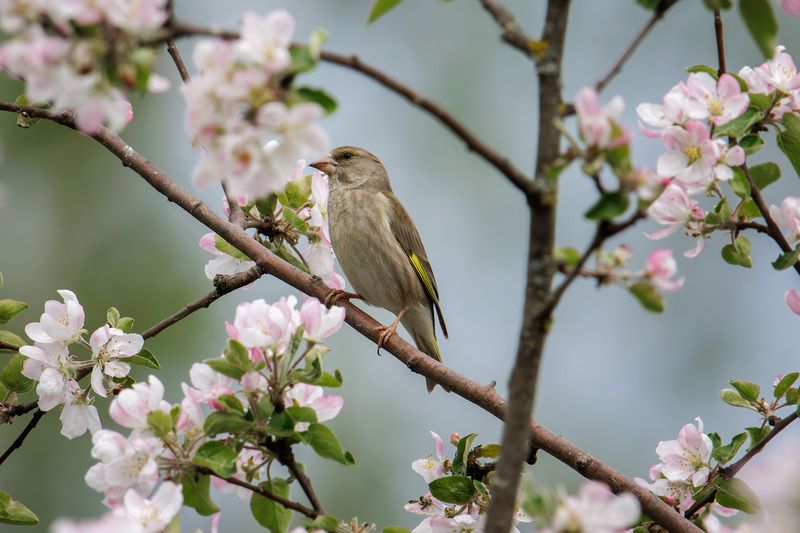 Зеленушкаphoto preview