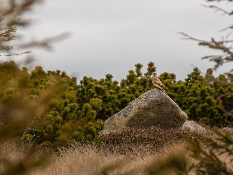 Falco tinnunculusphoto preview