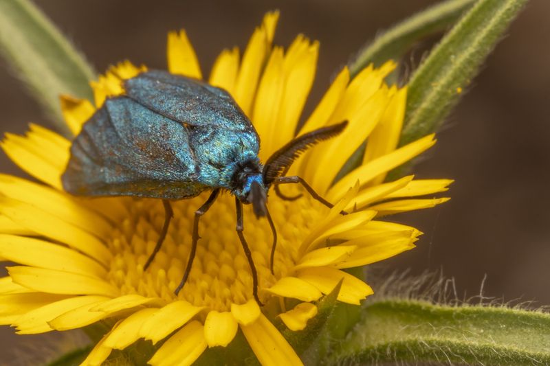 #macro #insects #nature #closeup  фото превью