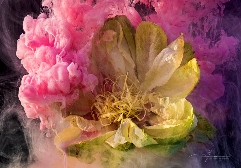 Green rose in the world of colorsphoto preview