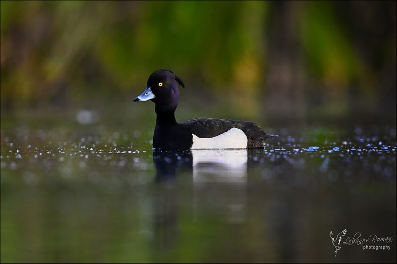 Хохлатая чернетьphoto preview