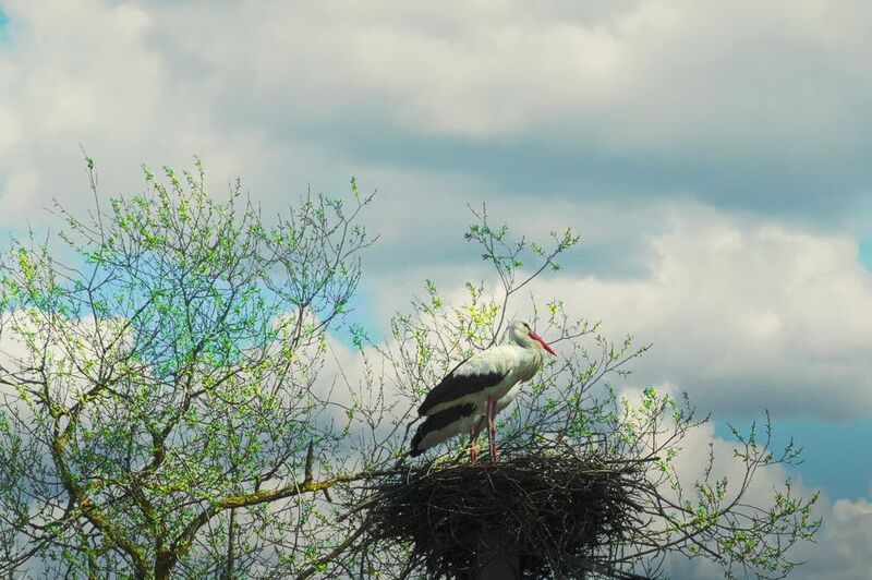 весна, птицы, аисты, гнездо, улла Весенние заботыphoto preview