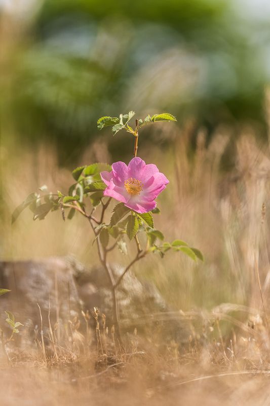 Степная роза - шиповникphoto preview