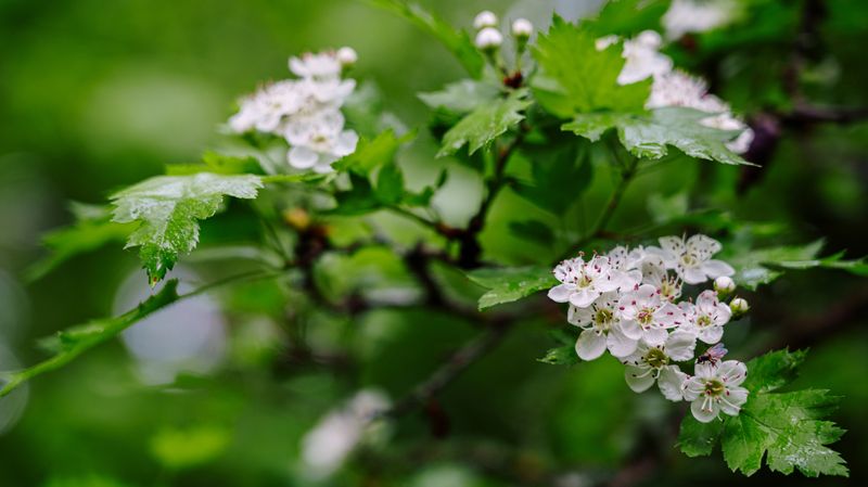 Боярышникphoto preview