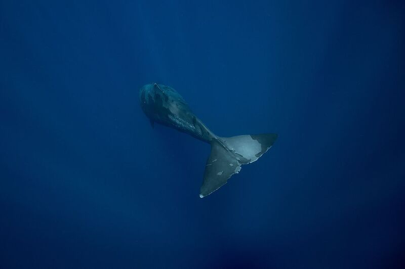 Descendingphoto preview