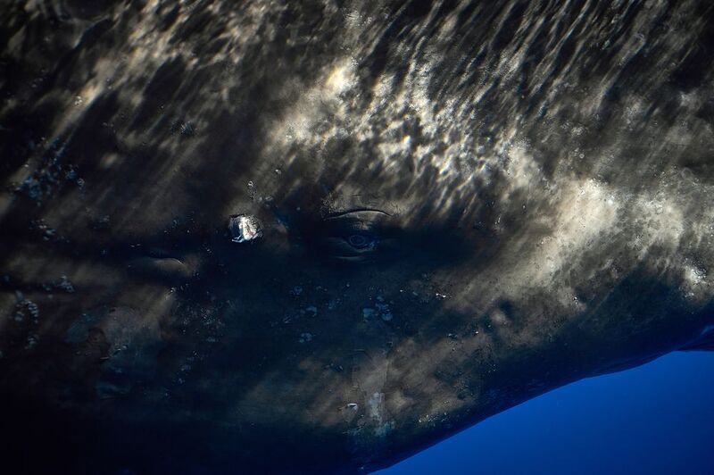 Портрет кашалотаphoto preview