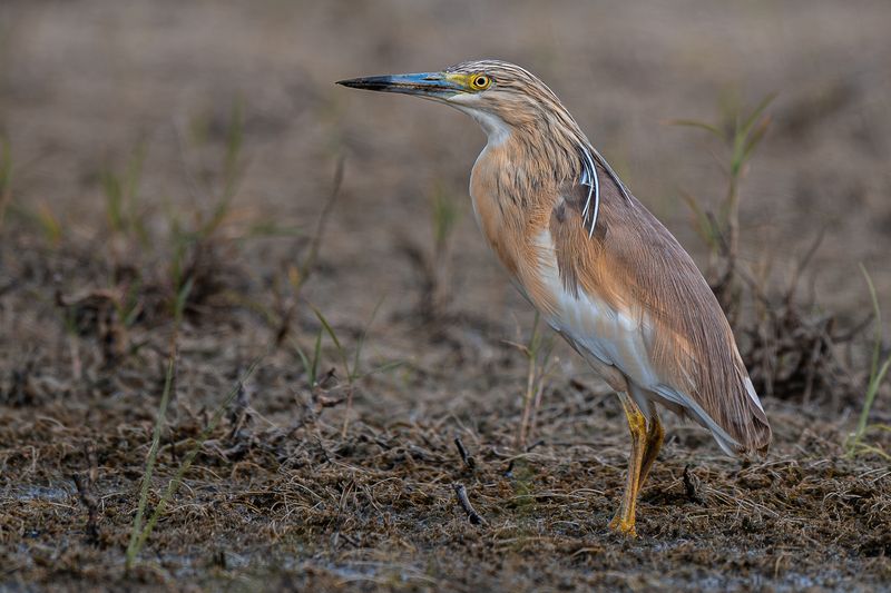 птицы, животные, дикая природа, birds, animal, wildlife Squacco Heron-Ardeola Ralloidesphoto preview