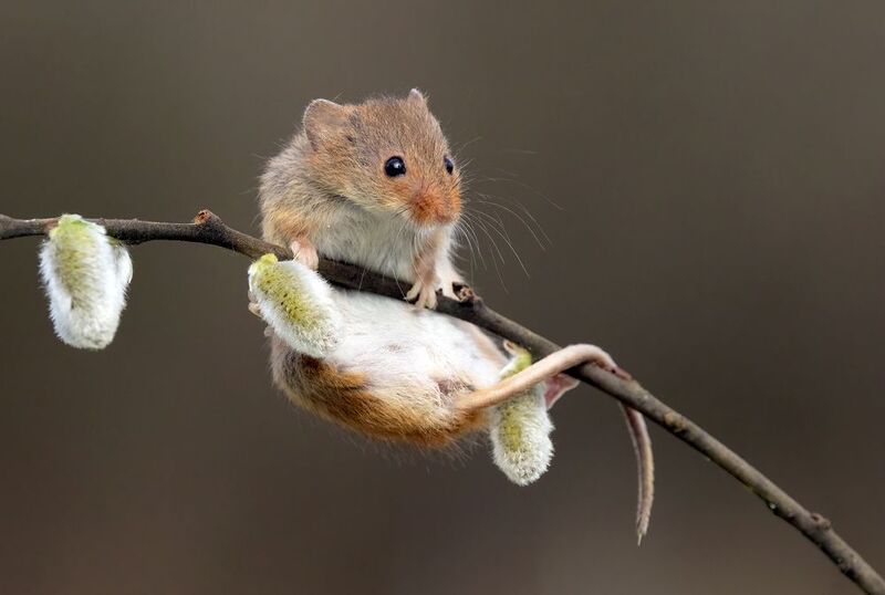 harvest mouse, mouse, rodent, animals, nature, wildlife, canon Ups......photo preview