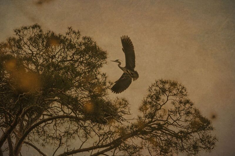 цапля, япония, хокку  Хоккуphoto preview