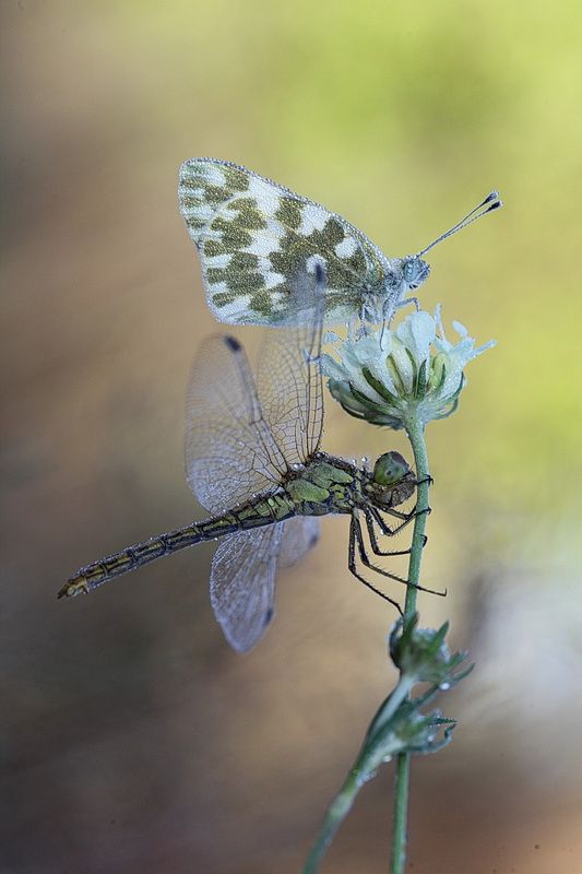 *** фото превью