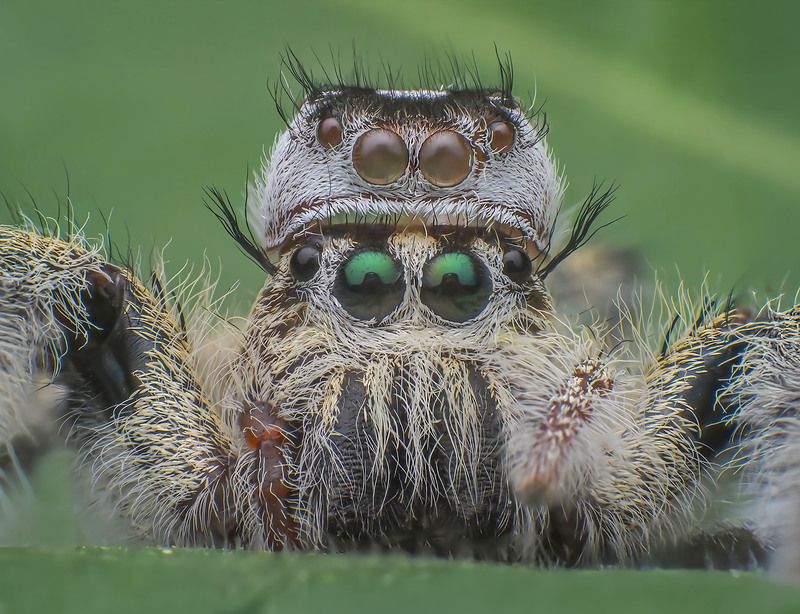 macro, nature, spider, insects Green Beretphoto preview