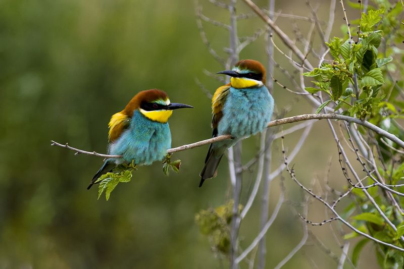 природа ***photo preview