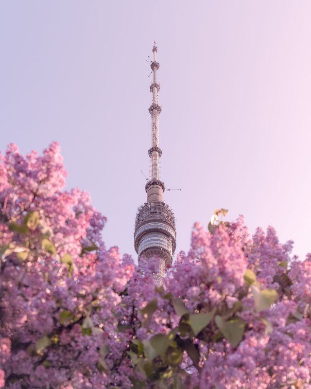 москва, весна, сирень, архитектура, останкино, moscow, spring, останкинская башня Останкинская телебашняphoto preview