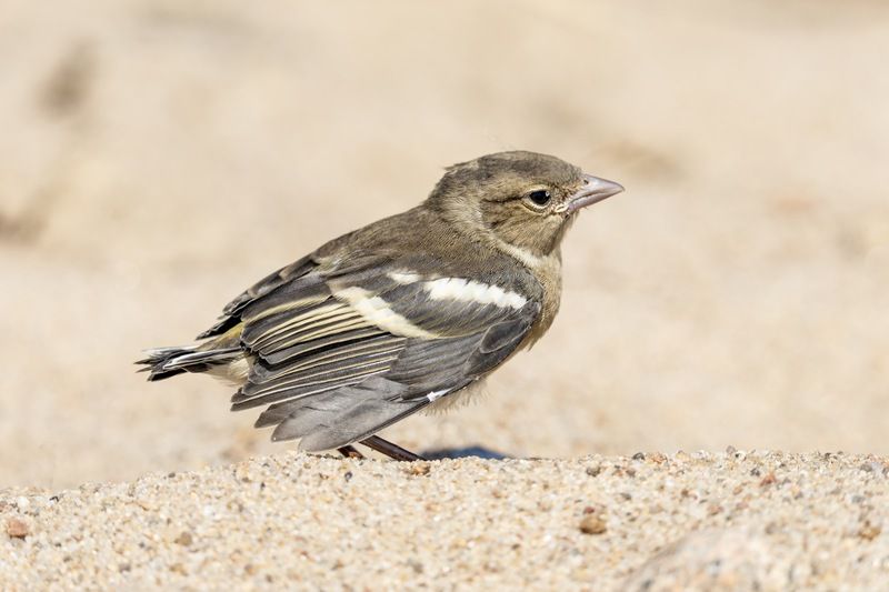 Слеток, зяблик, птицы Слеток зябликаphoto preview