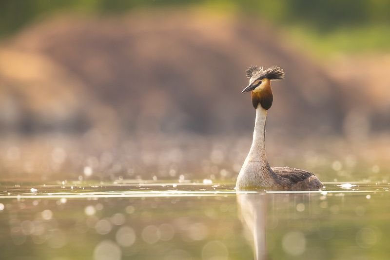 Great crested grebephoto preview
