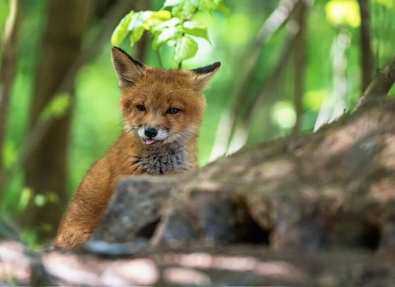 Хулиган фото превью