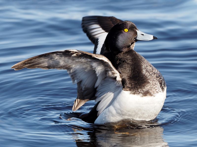 Чернеть хохлатаяphoto preview