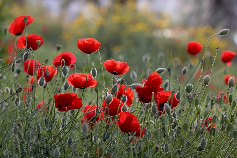 Мак, закат, бутон. стебель.  Маковый закат.photo preview