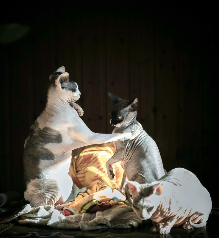 Животные  Утренние розборки  photo preview