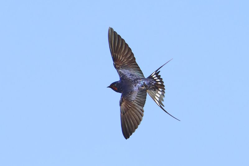 Barn Swallow.photo preview