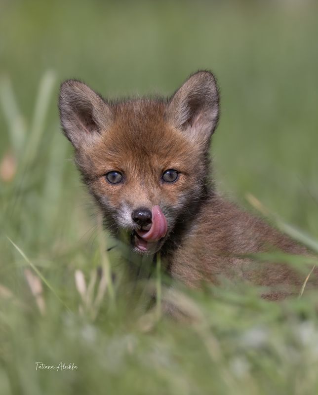 Лисёнокphoto preview