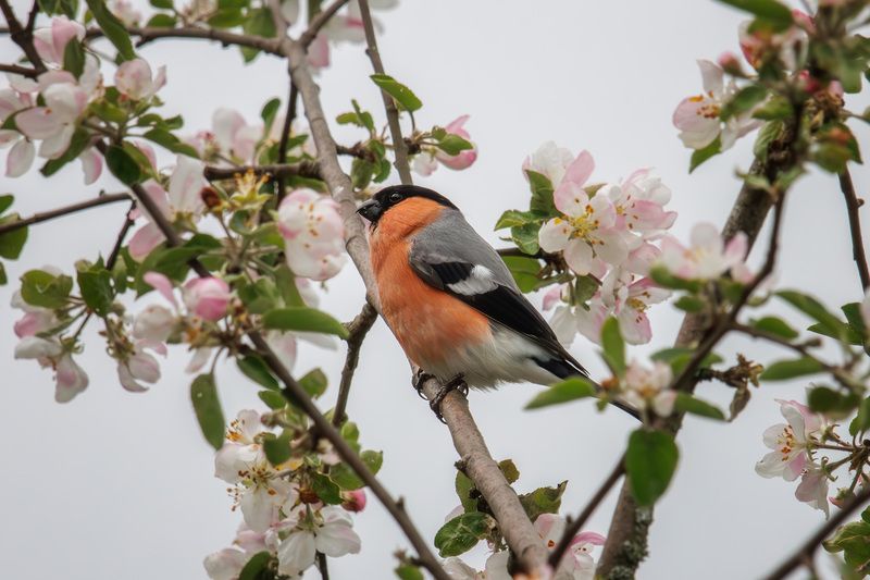 Яблони в цветуphoto preview