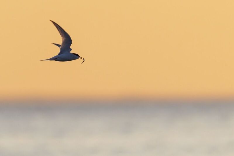 речная крачка, крачка, птицы, чайка Речная крачкаphoto preview