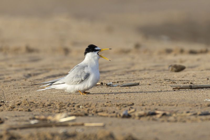 малая крачка, крачка, птицы, чайка Брачные ухаживанияphoto preview