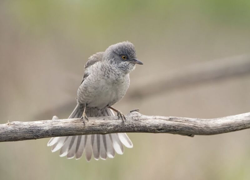 птицы,природа, весна Ястребиная славкаphoto preview