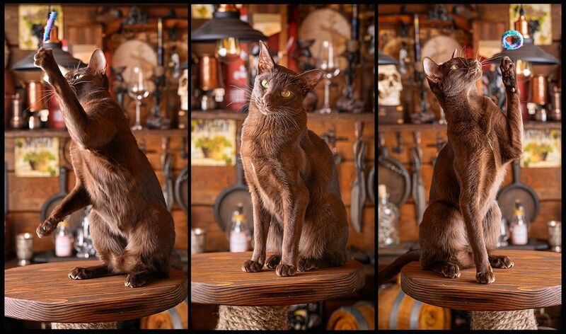 Корицаphoto preview