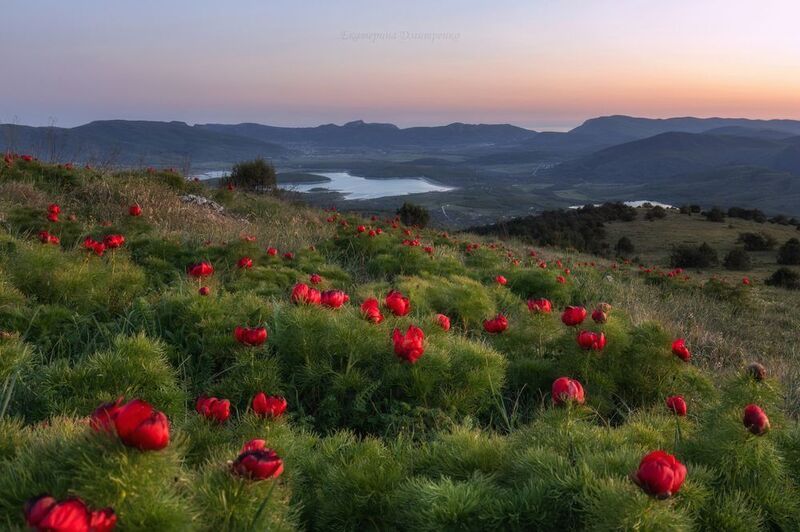 крым, бечку, севастополь, закат, весна, цветы, пионы, горы, пейзаж В царстве пионовphoto preview