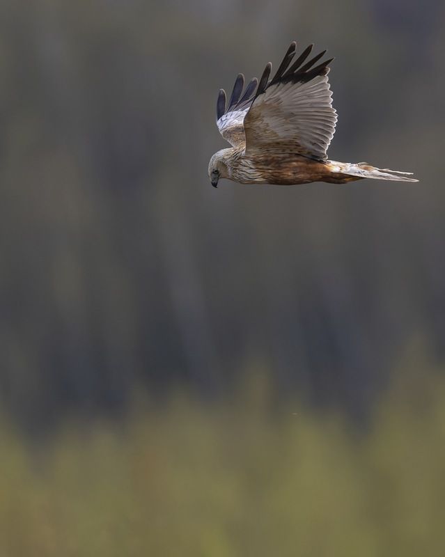 болотный лунь, лунь, птицы, ястреб Болотный луньphoto preview