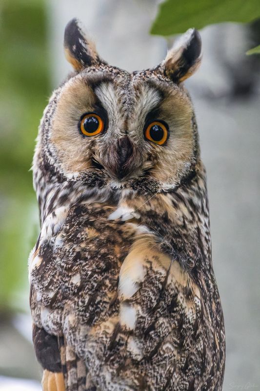 ушастая сова, птицы, пернатые Эти глаза напротивphoto preview