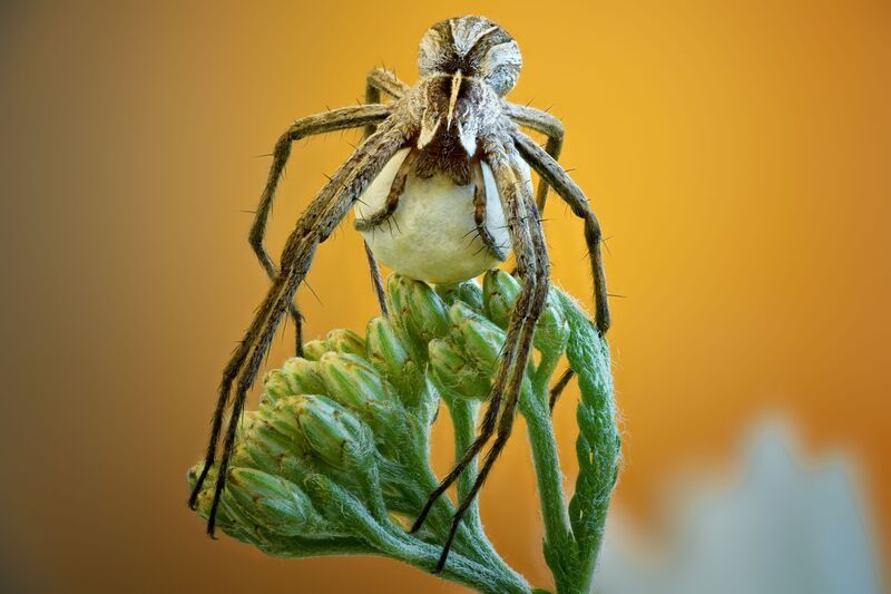 Пизаураphoto preview