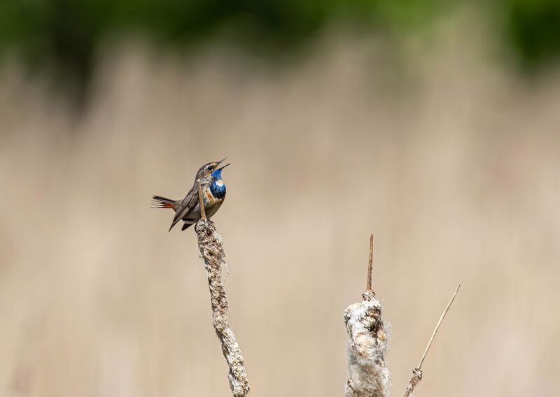 Варакушка фото превью