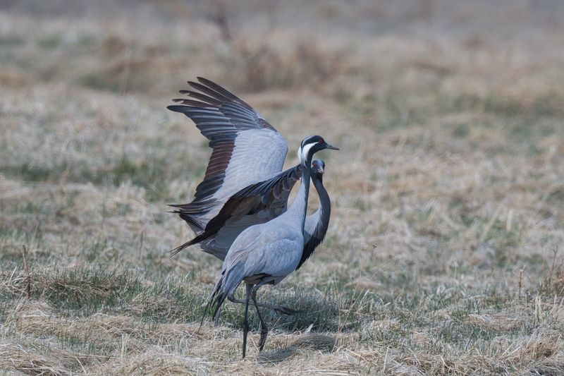 История любвиphoto preview