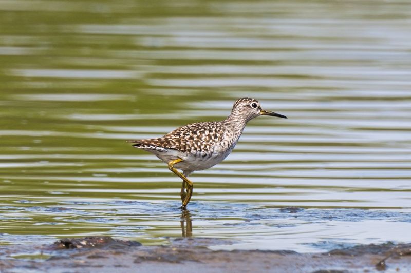 Два этюда в пастельных тонахphoto preview