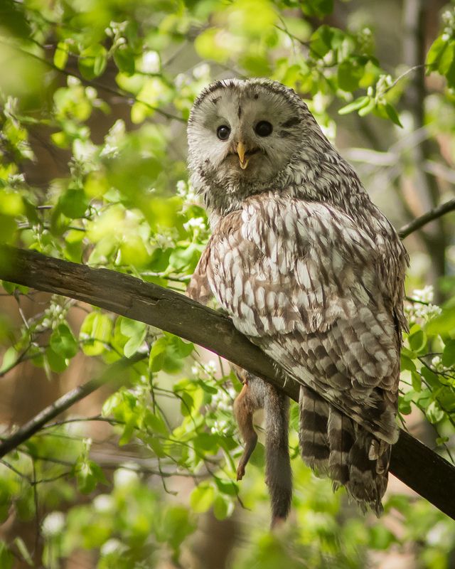 уральская неясыть, длиннохвостая неясыть Уральская неясыть с добычейphoto preview
