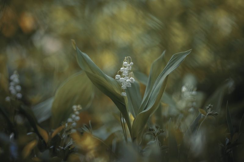 Жемчужинки весныphoto preview