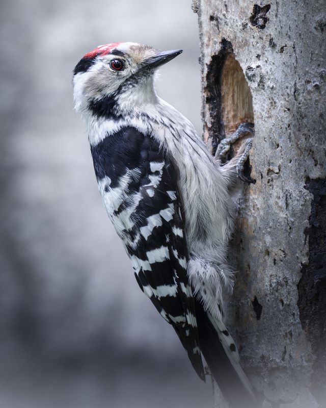 Малый пёстрый дятел (Dryobates minor) photo preview